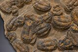 Mortality Plate Of Large Asaphid Trilobites - Museum Display #322786-8